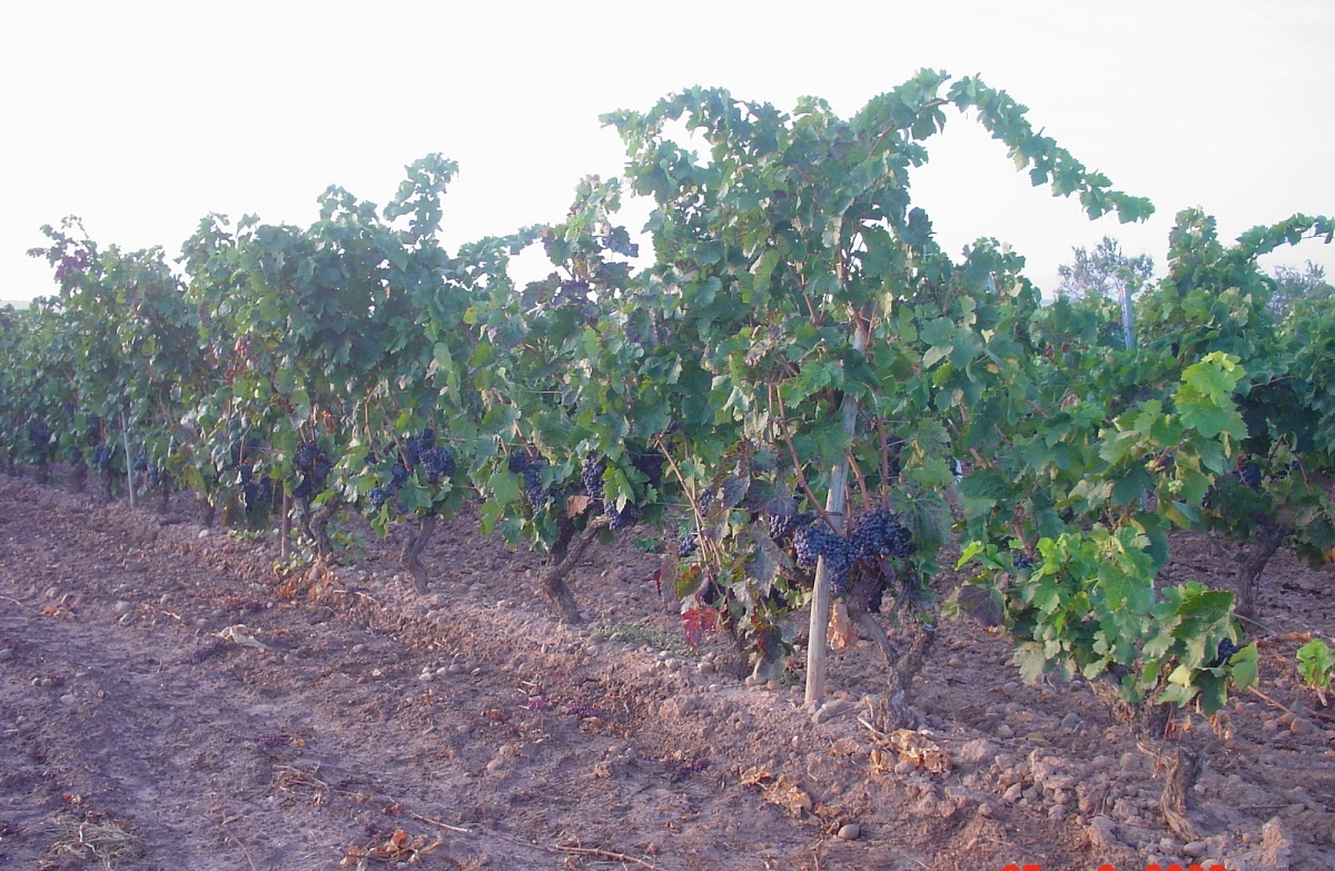 Weinregion Rioja